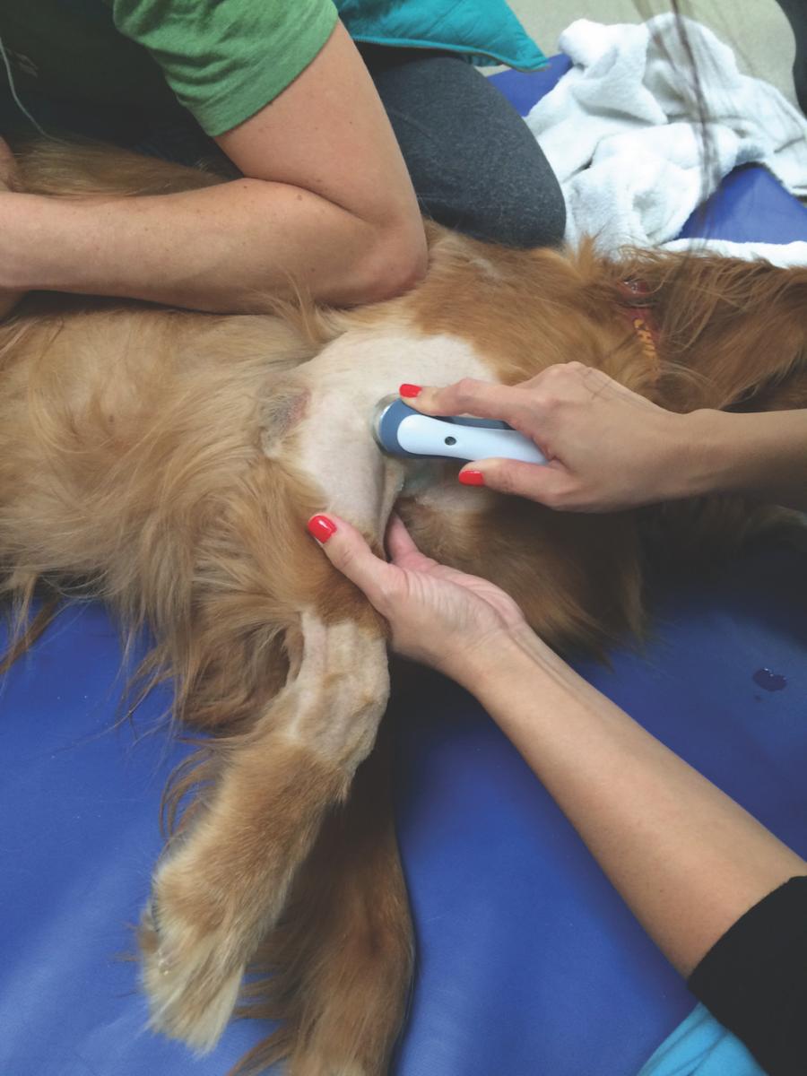 are dogs sedated for ultrasounds