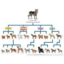 Can you breed sales father daughter dogs