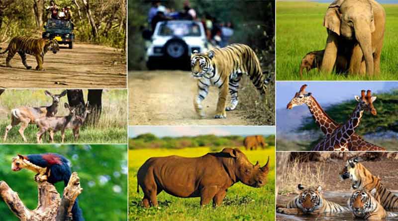 भारत में वन्यजीवों की संरक्षण के लिए कदम और कानून