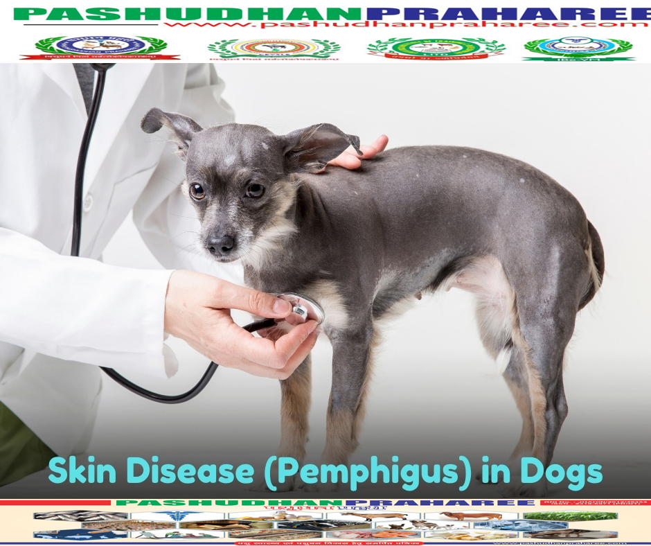 autoimmune rheumatoid arthritis in dogs