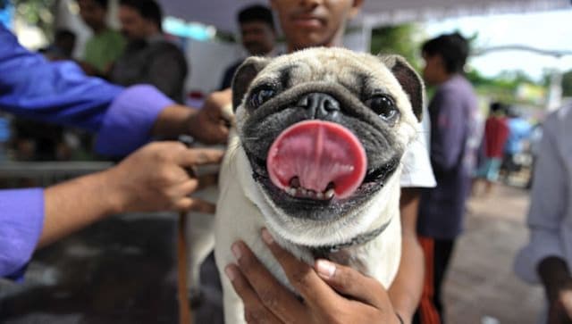 Anocovax: India launches its first COVID-19 Vaccine for Animals Anocovax: India launches its first COVID-19 Vaccine for Animals