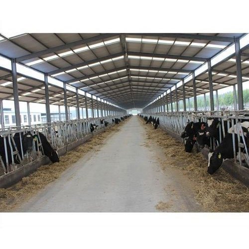 IMPORTANCE OF CULLING OF DAIRY ANIMALS IMPORTANCE OF CULLING OF DAIRY ANIMALS