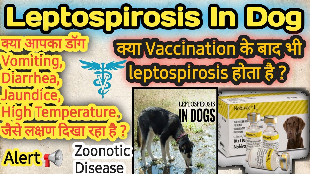 how do they test for leptospirosis in dogs