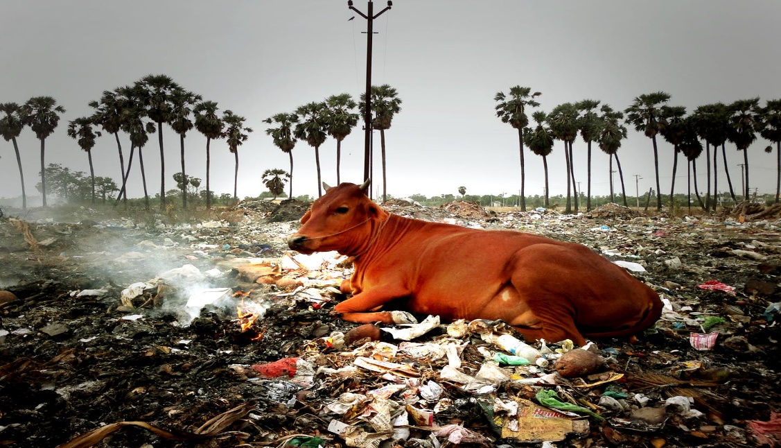 The consequences of Pollution on Livestock and Livestock Products