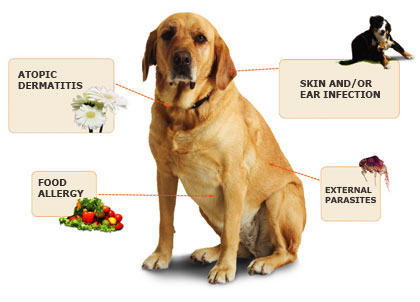 what are symptoms of dog allergies