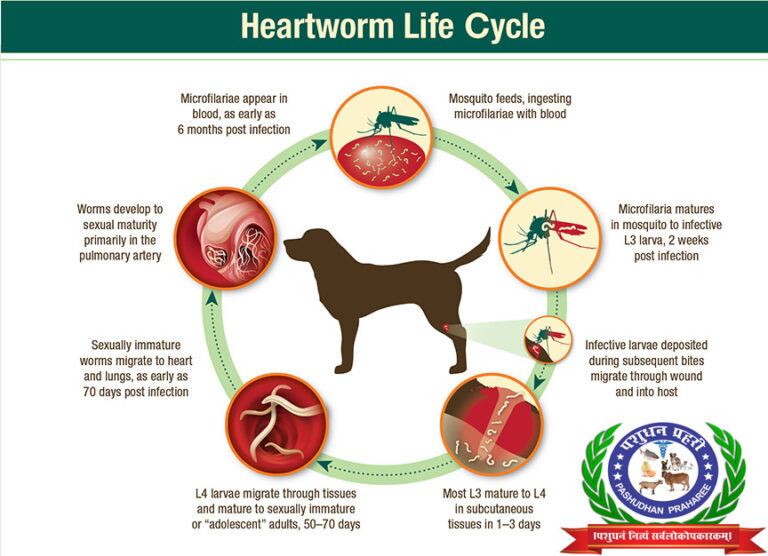 Image showcasing Heartworm Disease in Dogs: Diagnosis,Treatment & Prevention