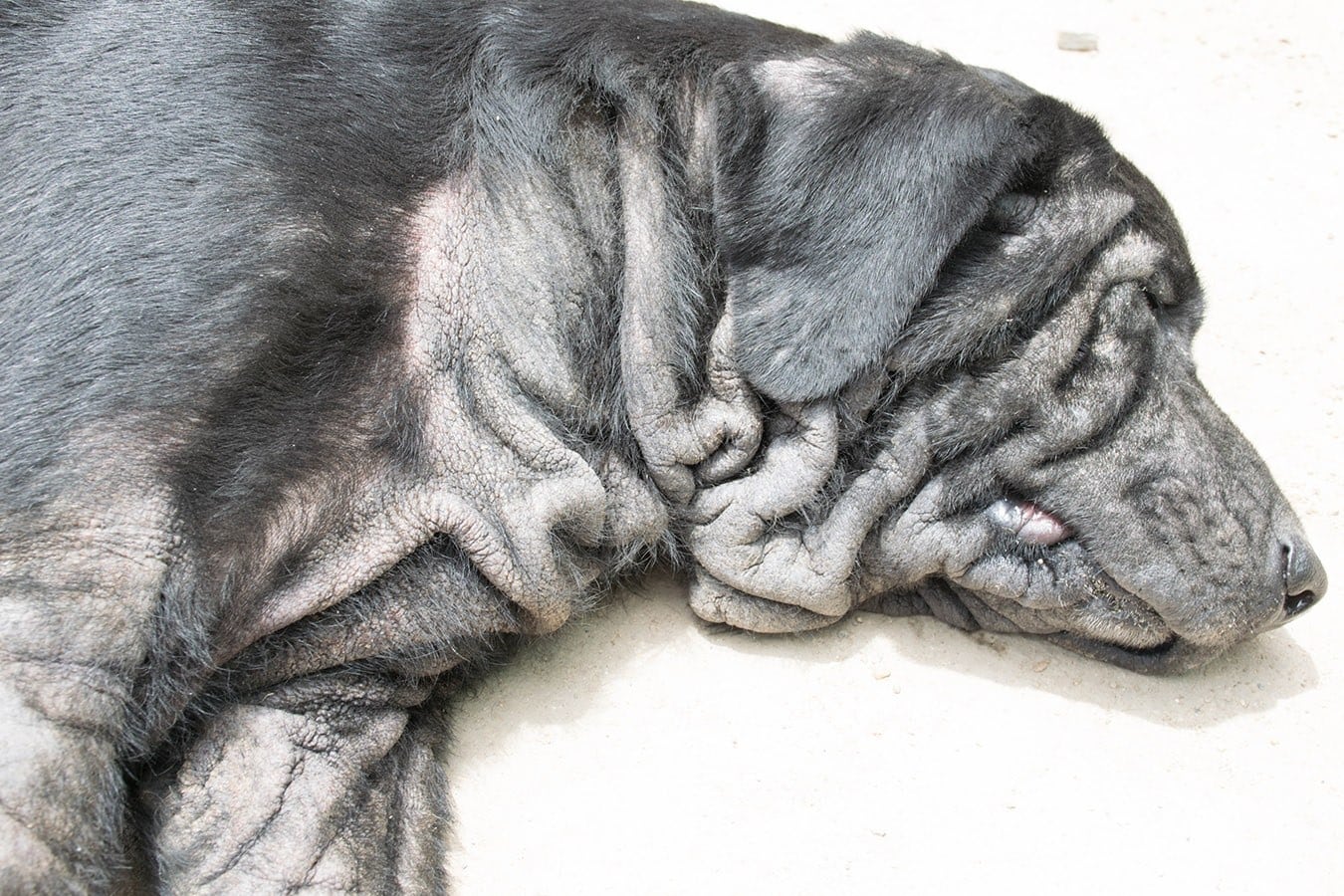 Lichenification treatment for dogs hotsell