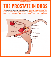 where is the prostate located on a male dog