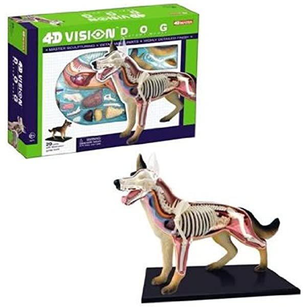 Application of Technology through Use of Anatomical Models as Alternatives  to Animal use in the Teaching of Veterinary Anatomy : An Animal Welfare  Strategy