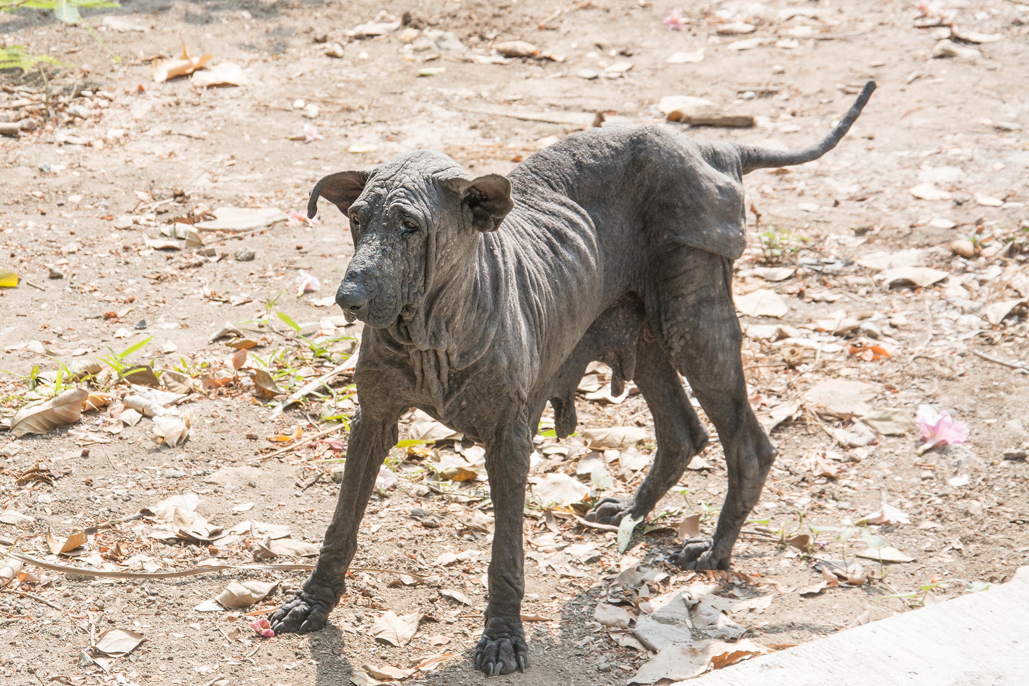 Canine black skin disease clearance treatment