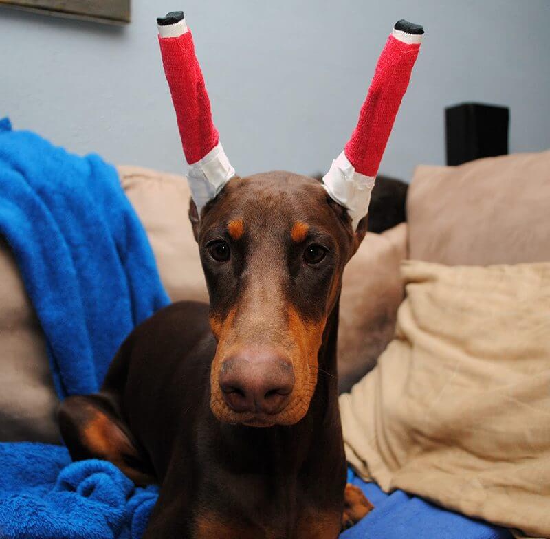 do doberman ears stand up naturally