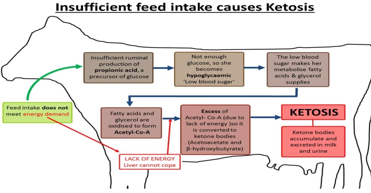 Metabolic Disorders of Animals Metabolic Disorders of Animals