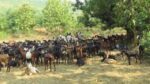 भेड़ व बकरीयों में टोक्सोप्लाज्मोसिसः