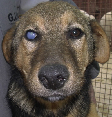 Adenovirus in dogs cheap