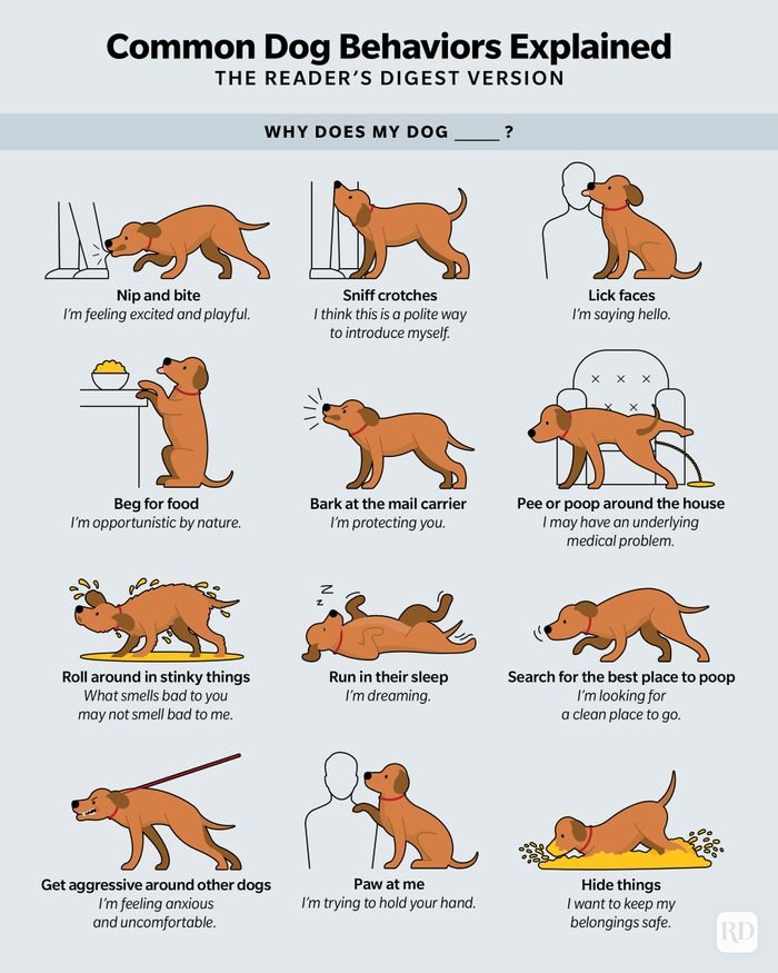 Decoding & Interpreting the Real Meaning of Common & Awkward Dog Behaviors