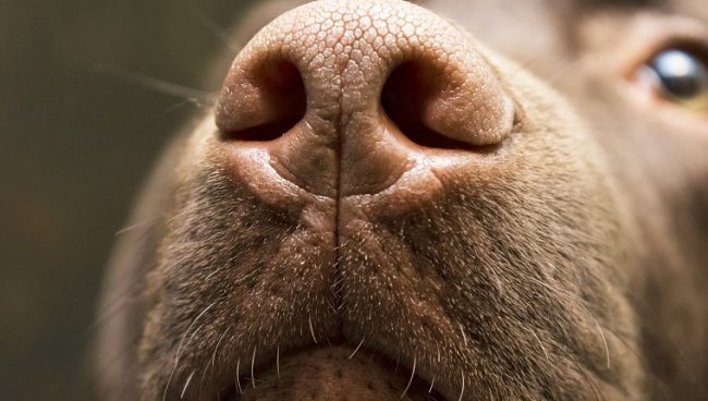 can dogs smell parkinsons