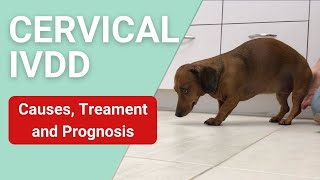 Vertebral disc best sale disease in dogs