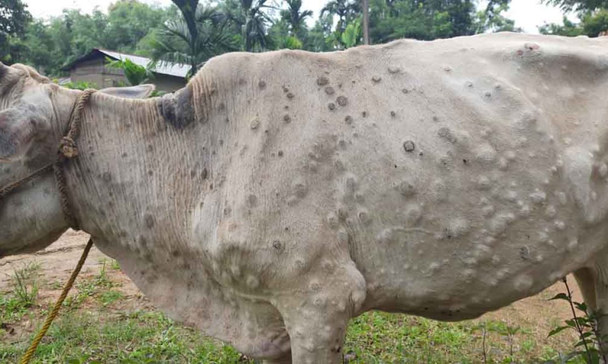 Lumpy skin disease: an emerging threat for the dairy farmers of north