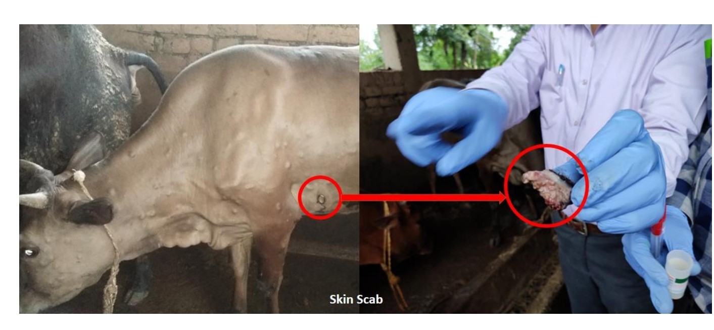 Lumpy Skin Disease(LSD) in livestock and their impact:A Review Lumpy Skin Disease(LSD) in livestock and their impact:A Review