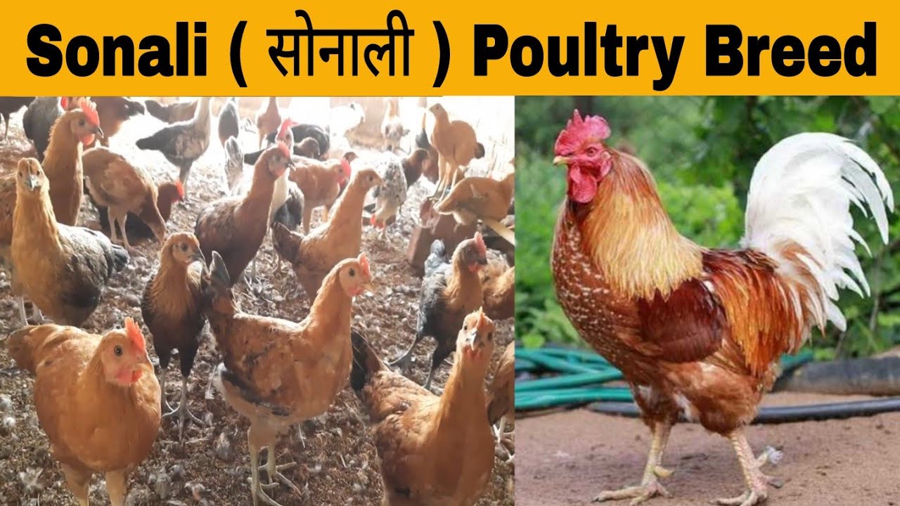 SONALI :The Best Chicken Breed for Eggs and Meat in India