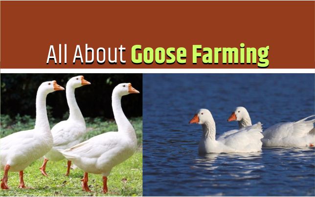 GEESE PRODUCTION IN INDIA: CARE AND MANAGEMENT – Pashudhan praharee