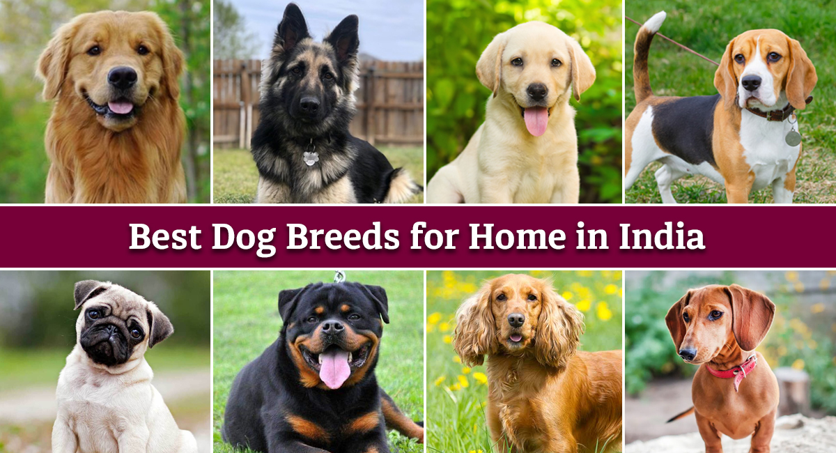 Types of hot sale indian dogs