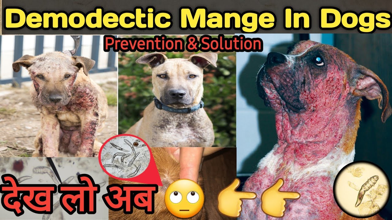 Demodectic Mange in Dogs Pashudhan praharee