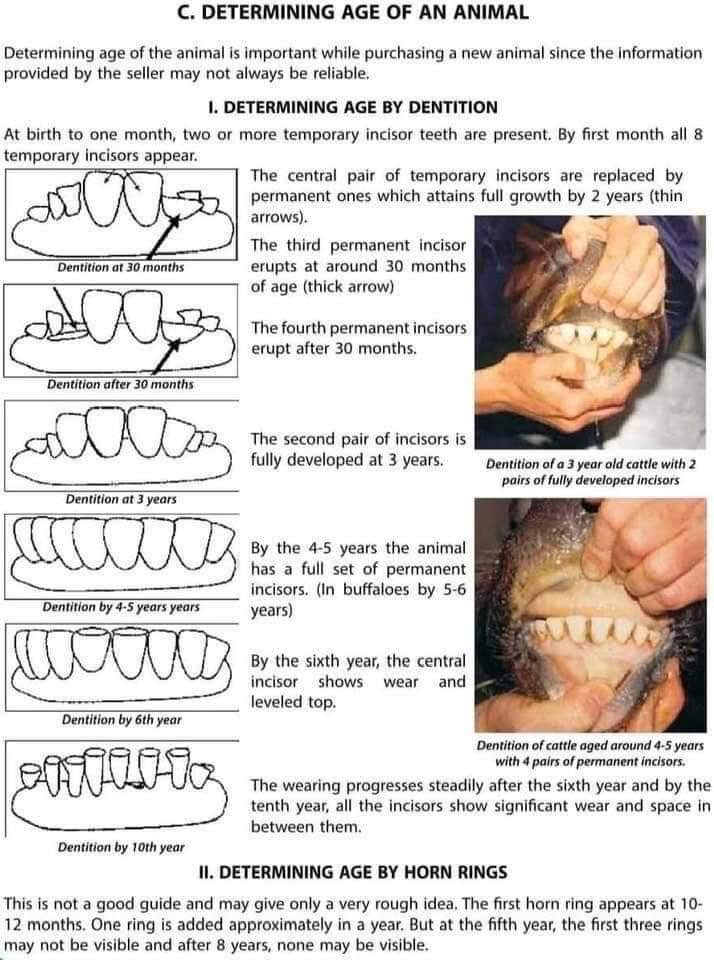 Cow Teeth Diagram