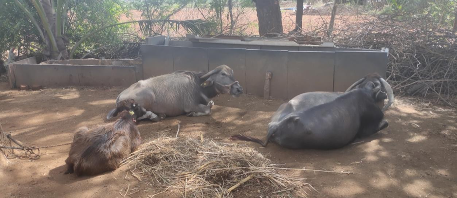A Case study on native Cattle and Buffalo production systems in rural part of Chitradurga district of Karnataka – Pashudhan praharee A Case study on native Cattle and Buffalo production systems in rural part of Chitradurga district of Karnataka – Pashudhan praharee