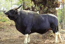 Mithun Husbandry Practices : Importance of the Mithun(Bos Frontalis) in North-eastern hilly region of India – Pashudhan praharee Mithun Husbandry Practices : Importance of the Mithun(Bos Frontalis) in North-eastern hilly region of India – Pashudhan praharee