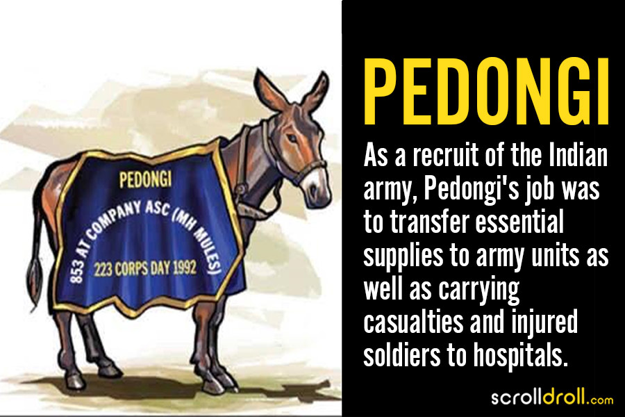 The Mule -The Unsung Heroes of Indian Army :The Beast of Burden on battleground – Pashudhan praharee The Mule -The Unsung Heroes of Indian Army :The Beast of Burden on battleground – Pashudhan praharee