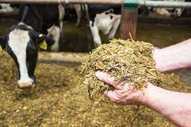 Silage – An Option as Nutritive Fodder for Cattle – Pashudhan praharee Silage – An Option as Nutritive Fodder for Cattle – Pashudhan praharee