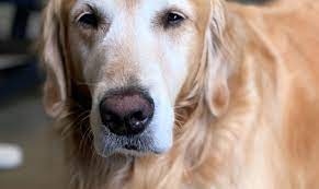 Canine Distemper