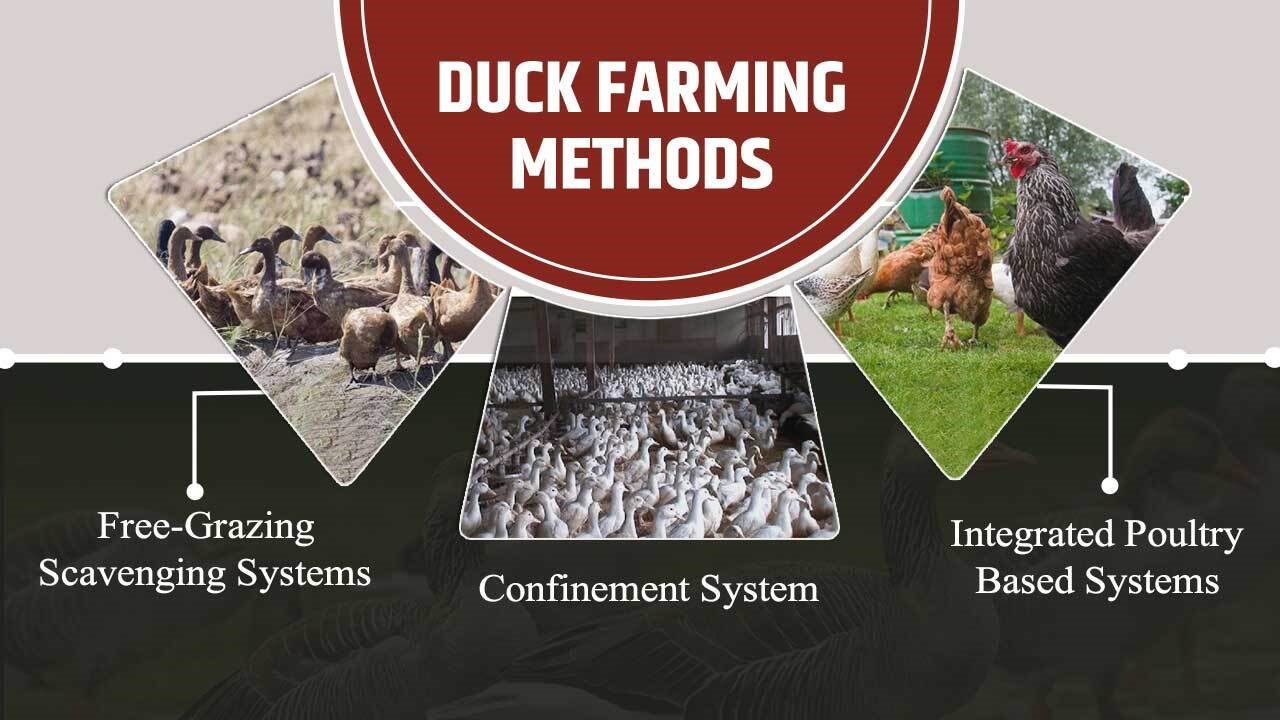 Emerging Trends in Duck Rearing : A potential to Reduce Poverty in Rural  Households in Indian communities – Pashudhan praharee