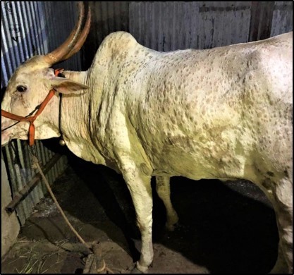 Care and Management of Cattle in Lumpy Skin Disease (LSD) – Pashudhan praharee Care and Management of Cattle in Lumpy Skin Disease (LSD) – Pashudhan praharee