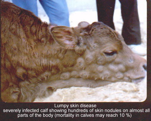 Lumpy Skin Disease (Transboundary Viral Disease)- An Overview and its Ethnoveterinary Treatment – Pashudhan praharee Lumpy Skin Disease (Transboundary Viral Disease)- An Overview and its Ethnoveterinary Treatment – Pashudhan praharee