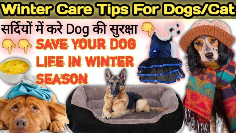 TIPS FOR CARING YOUR PETS DUING WINTER - Pashudhan Praharee | Pet Care Blog