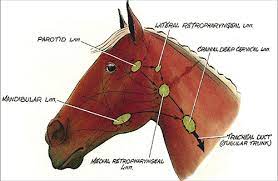 Treatment of Guttural Pouch Tympany in Horses – Pashudhan praharee