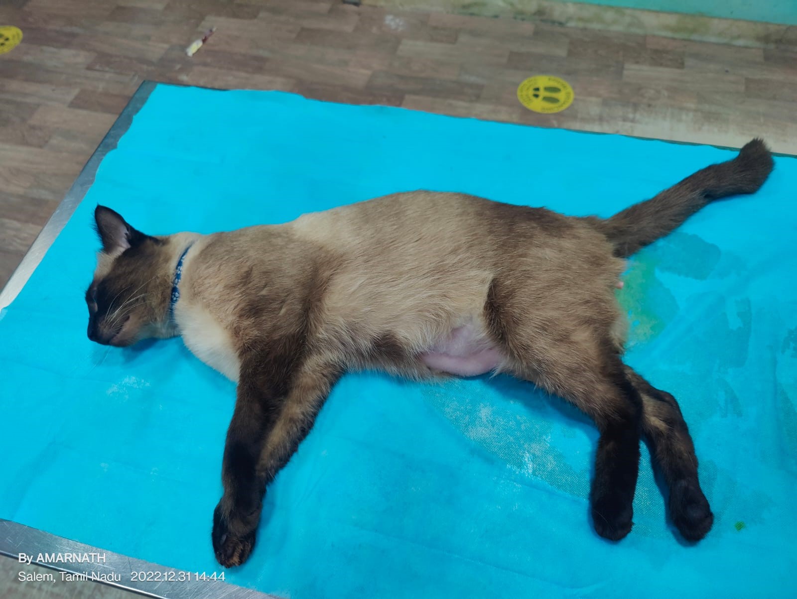 Feline Idiopathic Cystitis FIC Pashudhan praharee