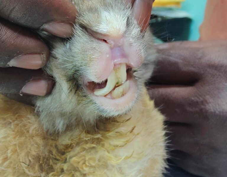How to Prevent Overgrown Teeth of the Rabbit - Pashudhan Praharee