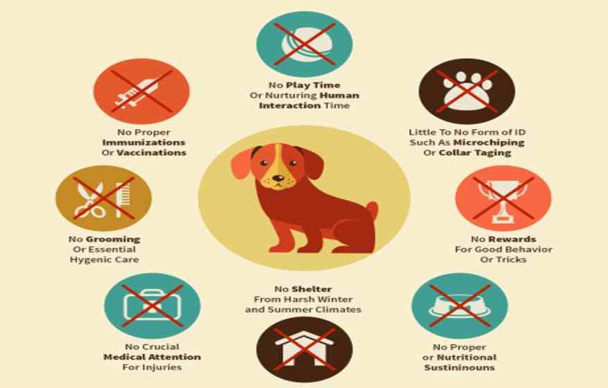 Procedure or Ways to File a Complaint for Animal Cruelty in India: How &  Where to Report Animal Cruelty – Pashudhan praharee