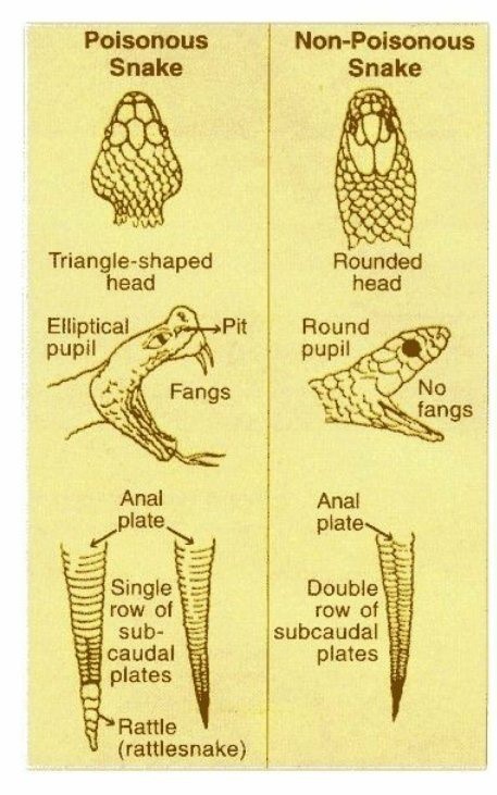 Venamous Snake Classification VENOMIZATION - Pashudhan Praharee