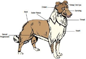 Applications of Chroma Therapy or Color Therapy in Veterinary Practice – Pashudhan praharee Applications of Chroma Therapy or Color Therapy in Veterinary Practice – Pashudhan praharee