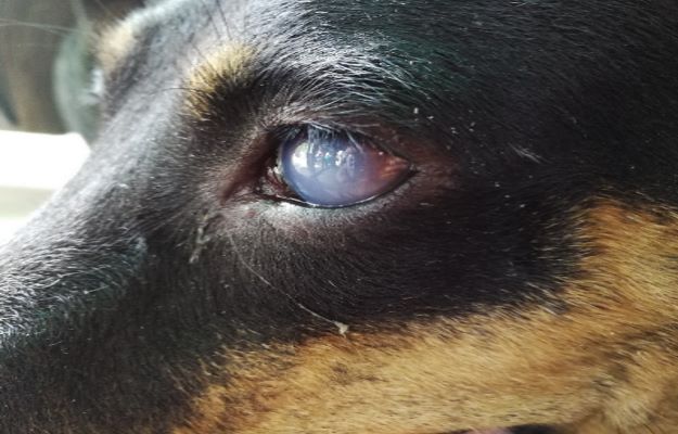 Diagnosis and Treatment of Cataracts in Dogs – Pashudhan praharee