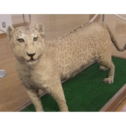 Real Leopon Wolf Dog