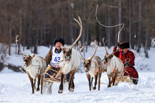 Reindeer Herding Championship
