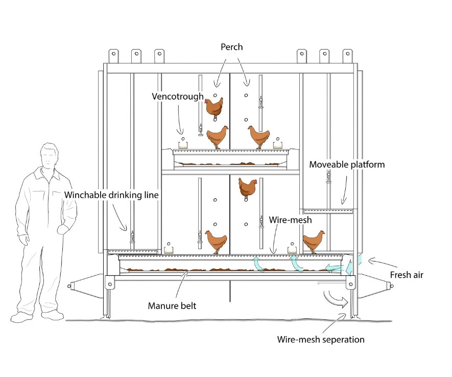 Poultry Rearing Methods Switching to Cage- free Poultry farming: A Revolution in Poultry ...