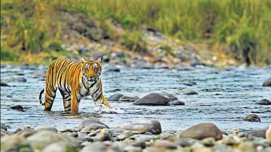Safari at Corbett