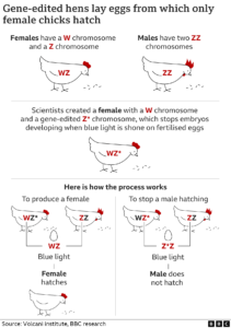 IN-OVO-SEXING TECHNOLOGY & GENE-EDITED HEN : A New Technology that ...