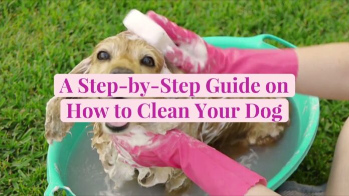 A Step-by-Step Guide How to Bath Your Dog